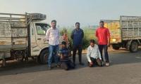 Manthani: Two Held for Transporting 11 Cows in Two Trolleys