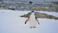 Climate change causes massive penguin population shift on remote Antarctic island