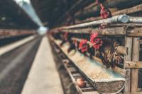 National Chicken Council Lobbies on Animal Welfare And Worker Safety