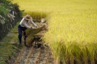 Japan’s 2026 rice harvest projected to fall 1%
