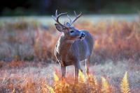 Deer Firearms Season Starts Saturday In Georgia