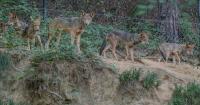 Endangered red wolves in Durham journey to New York to help conservation efforts
