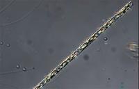Chilean authorities monitoring algal bloom that’s affected over 600 tons of Multi X salmon