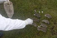 Northern Chinese City Issues Health Warning After Resident Dies of Plague
