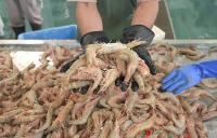 Oman kicks off 2026 shrimp-fishing season, but aquaculture taking up increasing output share