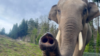 Oregon Zoo's Samudra To Leave Next Year