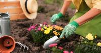 More than 200 New Zealanders injured a day while gardening – ACC