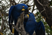 Bolivia: A Bird Paradise | Paraíso de las aves