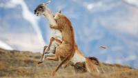 "It's a rare treat to see a puma hunting right in front of you" – third major award for unusual photo of female puma attempting to catch a guanaco... but failing