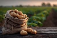 Create Department for Food Security to address UK government ‘complacency’ on impending shocks, say experts