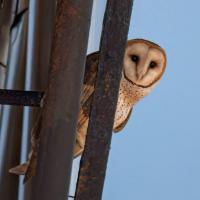A Family of Barn Owls Has Moved Into New York City's Upper West Side, Perhaps the First to Nest in Manhattan in Modern History