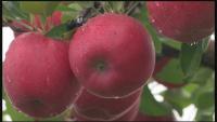 Vermont Orchard Passport launches across the state