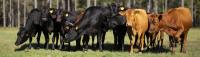 Florida Calves After Florida: The 1st Annual Florida Producer Educational Trip