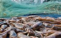 Argentine squid: an international base is created without Argentina and the debate over sovereignty and marine resources grows