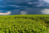 Scientists target soybean white mold with AI