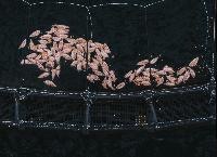 How the Tasmanian salmon industry is undercooking its climate risk