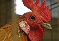 Miami-Dade rescues, then kills, thousands of roosters from alleged cockfighting ring