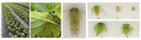 Management Considerations for the Two-spot Cotton Leafhopper in Hibiscus in Florida