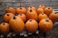 Duckyls Farm shares tips for growing giant pumpkins after new world record