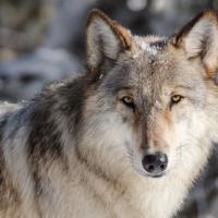 WRITERS ON THE RANGE: Spreading fear about wolves never goes out of style