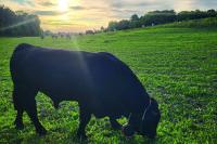 E-Shepherd collars help with long-distance farming