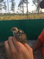 Increasing Woody Vegetation May Boost Populations of Georgia's Gamebird