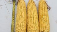 Inside USDA’s math: How a big jump in corn yields created a market controversy