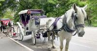 New York City’s iconic horse-drawn carriages expected to take their last trot