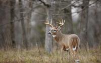 South Dakota Deer Hunters Face Restrictions Amid EHD Outbreak
