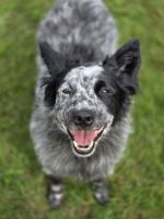 Companion of the Week: Meet Ruby!
