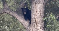 For Wyoming, it’s been a wild(life) year