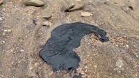 Oil-Contaminated Birds Found On Shore By Drone-Hit Russian Tanker