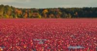Massachusetts brings local cranberries to school cafeterias
