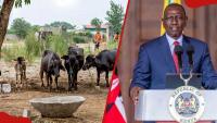 Government clarifies which Buffalo Kenya plans to import from India