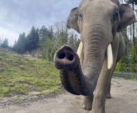 Oregon Zoo elephant Samudra will relocate to Missouri for species preservation