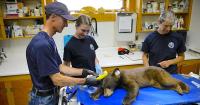 Orphaned bear cubs abound in Colorado