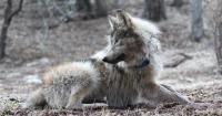 Feds say New Mexico’s lobos are ‘nonessential.’ Conservationists object