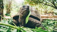 An Island Nation’s Giant Tortoises Now Outnumber Its People. Here’s Why That’s a Good Thing.