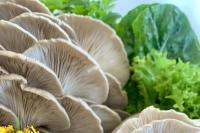 Scientist slates decision to close food research hub