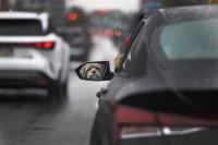Why Philly was just ranked the worst big U.S. city for drivers