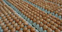 How big names in egg 'cartel' allegedly restricted supplies and blocked rivals