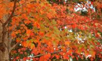 Alabama autumn: Fall colors set to transform local landscapes