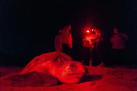 Ecotourists drive long-running sea turtle research on Wassaw Island