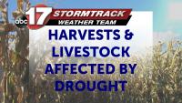 Missouri grain harvests decline slightly, livestock production suffers due to drought