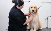 Sparkle Grooming Co. Expands into Atlanta Area with Johns Creek, Georgia Location