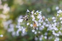 UI research supports pollinators after endangered bee found in Iowa