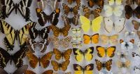 Nevada scientist among those logging ‘lost’ species as fewer endangered species are listed