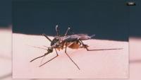 West Nile virus linked to 2 deaths in North Carolina; prolonged warm weather could be why, DHHS says