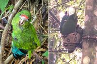 Biologist Saves Endangered Baby Parrot from the Crushing Squeeze of an Invasive Snake, a Species that Can Grow Over 10 Feet Long