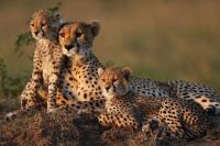 Cheetah Cubs at Prague Zoo Are Doing Well After a Period of Strong Storms and Their Mother’s Illness